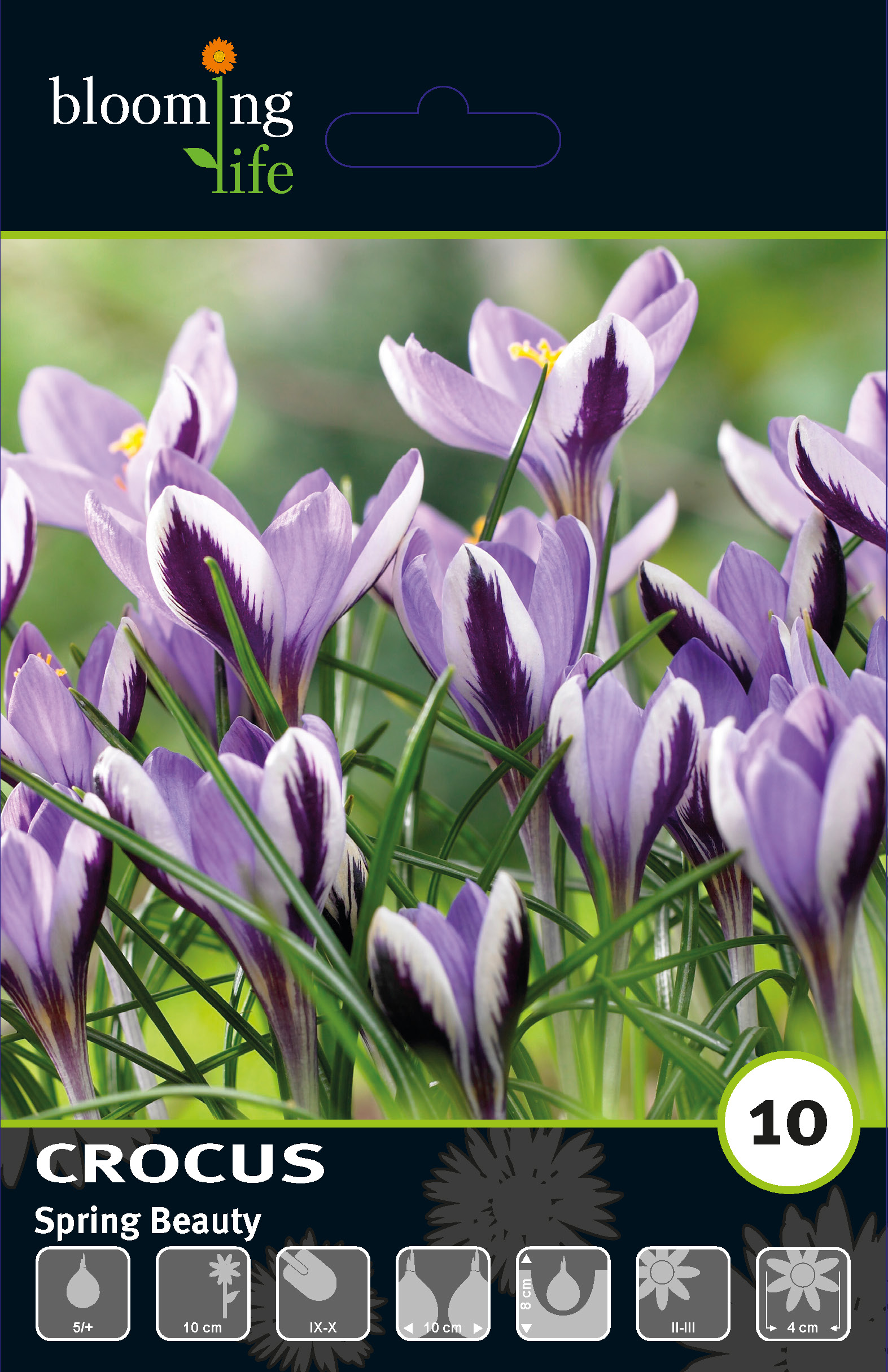 Крокус ботанический Спринг Бьюти